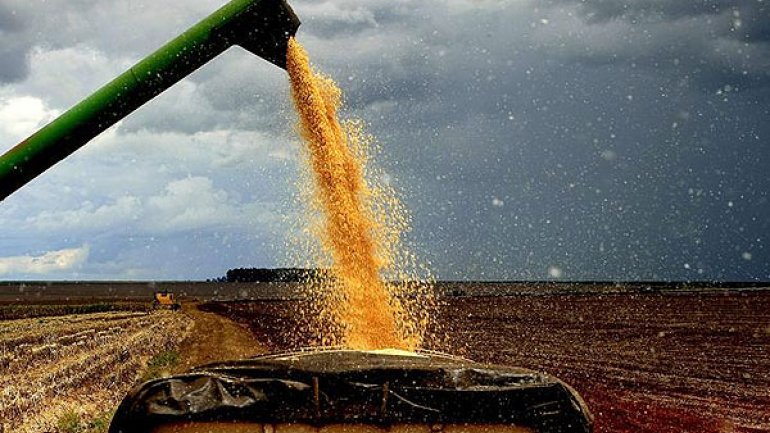 Por los menores precios internacionales, las exportaciones de la agroindustria caerían
