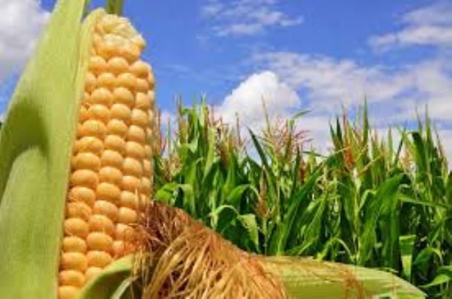 El mercado de maz grano: una estimacin de los excedentes regionales