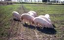 Documento de Trabajo N 173: Se profundizan los mrgenes negativos en las granjas de produccin intensiva de cerdos