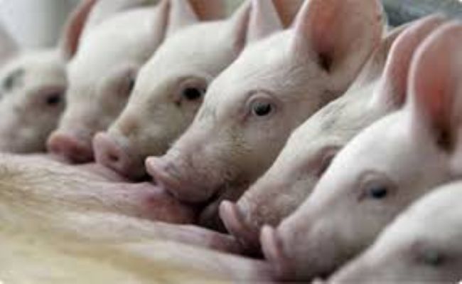 Documento de Trabajo N 176: Los mrgenes en granjas porcinas empiezan su recuperacin?