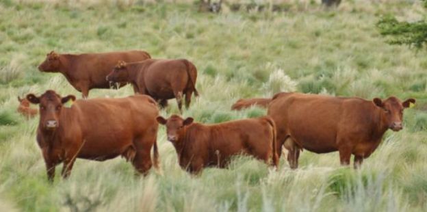 Los precios de la carne bovina en Argentina. Una comparacin con los valores de la regin 