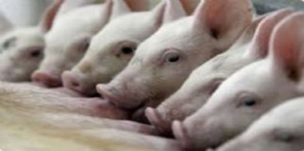 Documento de Trabajo N 208: Resultados econmicos en la produccin de cerdos 