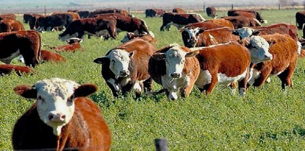 Intervencin al comercio exterior de la carne bovina: otra vez tropezaremos con la misma piedra?