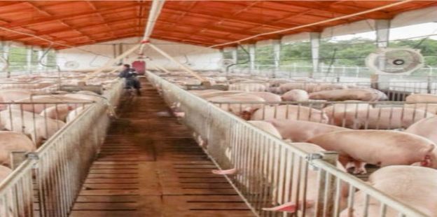 Documento de Trabajo 216: Resultados econmicos en granjas de produccin intensiva de cerdos