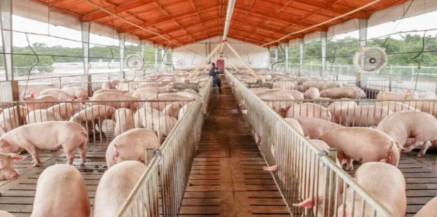 Resultados econmicos en granjas de produccin intensiva de cerdos  