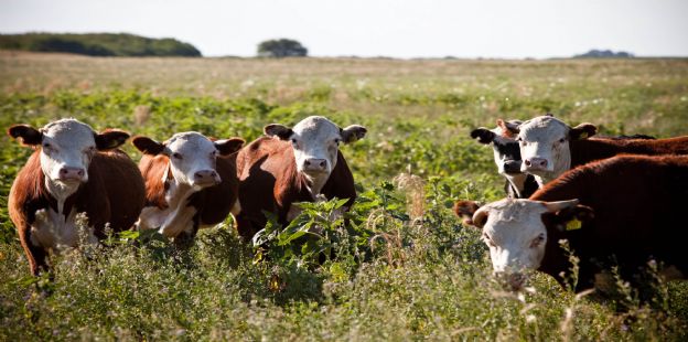 Exportaciones récord de carne bovina del Mercosur en el 2022