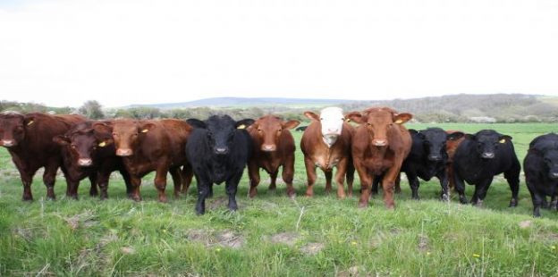 Documento de trabajo: Una fuerte liquidacin de hembras impuls la produccin de carne bovina este ao, qu suceder en el 2024?